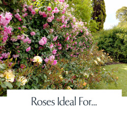 Roses Ideal For...